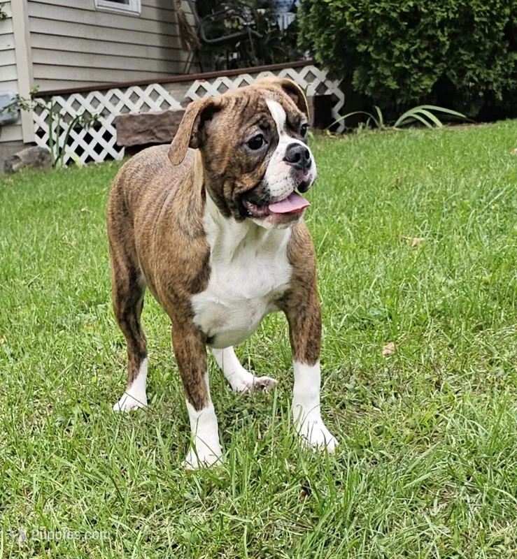 SALE! Tiger Girl – English Bulldog, French Bulldog puppy for sale in Clyde, NY