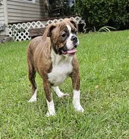 HALF PRICE! Tiger Girl, a male English Bulldog and French Bulldog for sale in Clyde, NY – 2 of 10