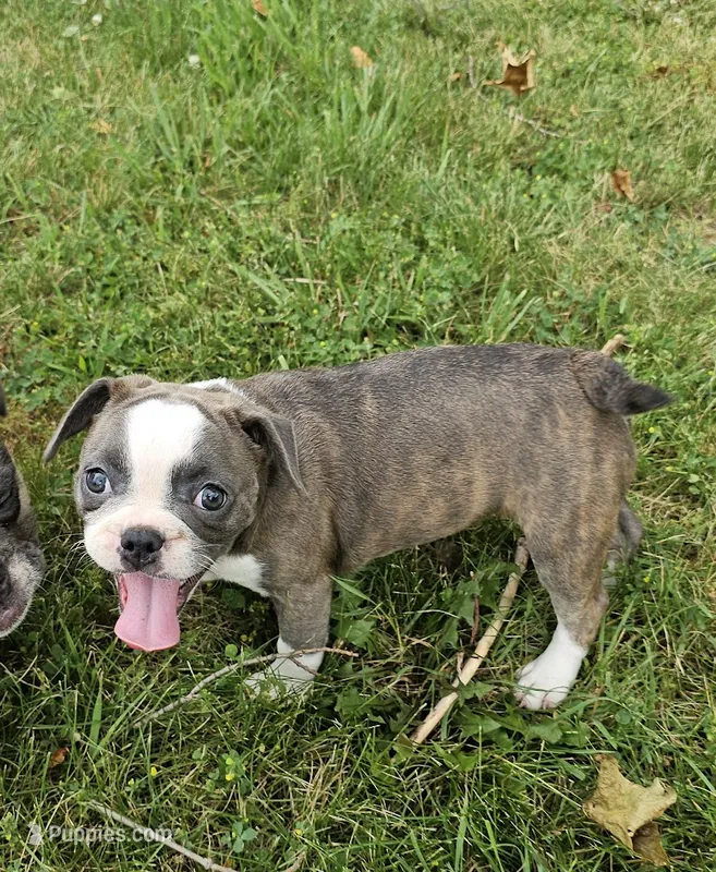 Sashay – French Bulldog, Pug puppy for sale in Clyde, NY