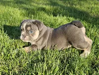 Mini Chunk, a male English Bulldog and French Bulldog for sale in Clyde, NY – 4 of 7
