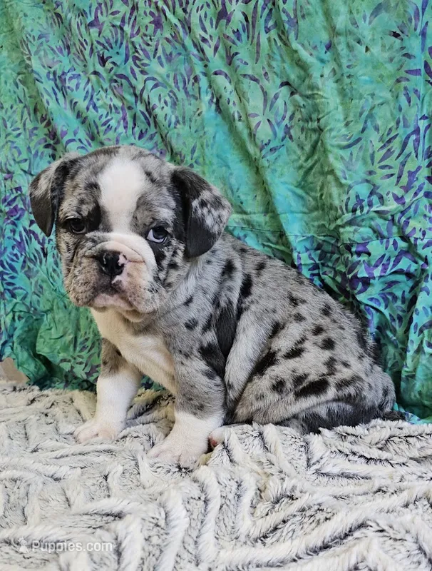 Trento – English Bulldog, French Bulldog puppy for sale in Clyde, NY