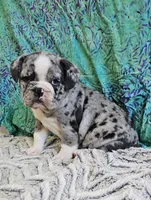 Trento, a male English Bulldog and French Bulldog for sale in Clyde, NY – 1 of 8