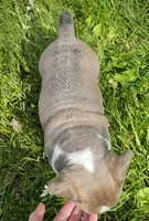 Seal Color Girl, a female English Bulldog and French Bulldog for sale in Clyde, NY – 3 of 7