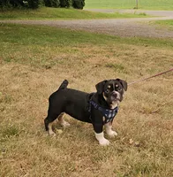 SALE! Capt. Jack Sparrow, a male French Bulldog and Pug for sale in Clyde, NY – 2 of 7