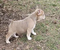Mini Bulldog Fawn Sable Girl, a female English Bulldog and French Bulldog for sale in Clyde, NY – Photo 8 of 8