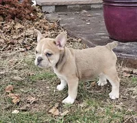 Mini Bulldog Fawn Sable Girl, a female English Bulldog and French Bulldog for sale in Clyde, NY – Photo 3 of 8