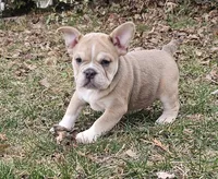 Mini Bulldog Fawn Sable Girl, a female English Bulldog and French Bulldog for sale in Clyde, NY – Photo 5 of 8