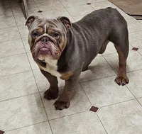 Super Fancy Blue Merle Tri, a male English Bulldog and French Bulldog for sale in Clyde, NY – Photo 4 of 5