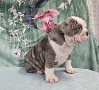 Super Fancy Blue Merle Tri, a male English Bulldog and French Bulldog for sale in Clyde, NY – Photo 3 of 5
