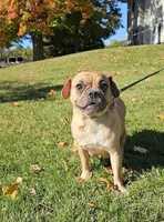 Super Fancy Blue Merle Tri, a male English Bulldog and French Bulldog for sale in Clyde, NY – Photo 5 of 5