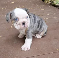 Super Fancy Blue Merle Tri, a male English Bulldog and French Bulldog for sale in Clyde, NY – Photo 1 of 5