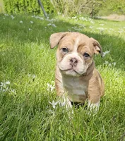Seal Merle Boy , a male English Bulldog and French Bulldog for sale in Clyde, NY – 6 of 9