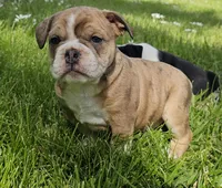 Seal Merle Boy , a male English Bulldog and French Bulldog for sale in Clyde, NY – 3 of 9