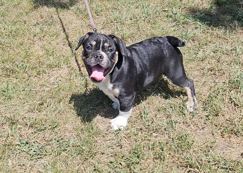 SALE! Capt. Jack Sparrow – French Bulldog, Pug puppy for sale in Clyde, NY