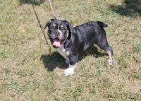 SALE! Captain Jack , a male French Bulldog and Pug for sale in Clyde, NY – 1 of 8