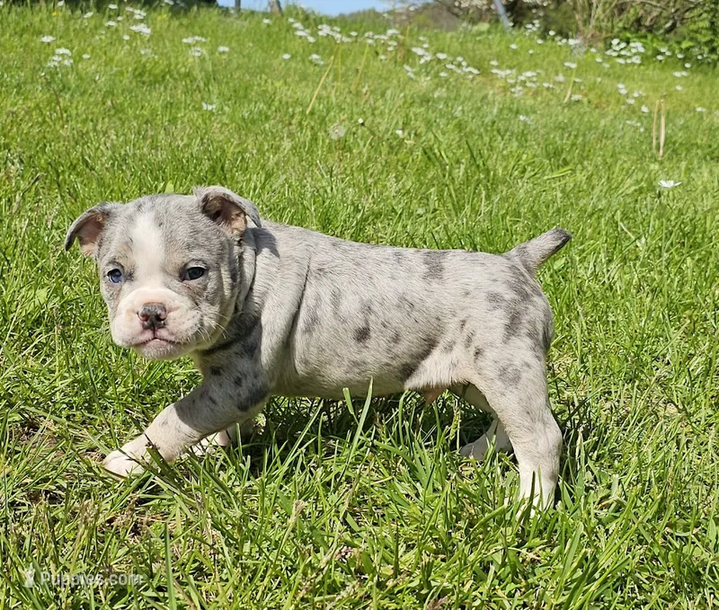 Merle Tri Boy – English Bulldog, French Bulldog puppy for sale in Clyde, NY