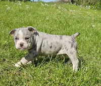 Merle Tri Boy, a male English Bulldog and French Bulldog for sale in Clyde, NY – 1 of 9