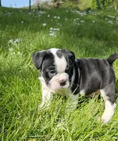 Small Tri Boy, a male English Bulldog and French Bulldog for sale in Clyde, NY – 3 of 9