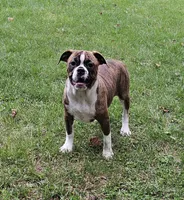 HALF PRICE! Tiger Girl, a male English Bulldog and French Bulldog for sale in Clyde, NY – 8 of 10