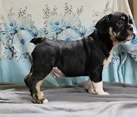 Terfin, a male French Bulldog and Pug for sale in Clyde, NY – 3 of 6