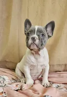 Blue Pied, a female French Bulldog for sale in Clyde, NY – Photo 8 of 8
