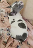 Blue Pied, a female French Bulldog for sale in Clyde, NY – Photo 2 of 8