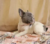 Blue Pied, a female French Bulldog for sale in Clyde, NY – Photo 3 of 8