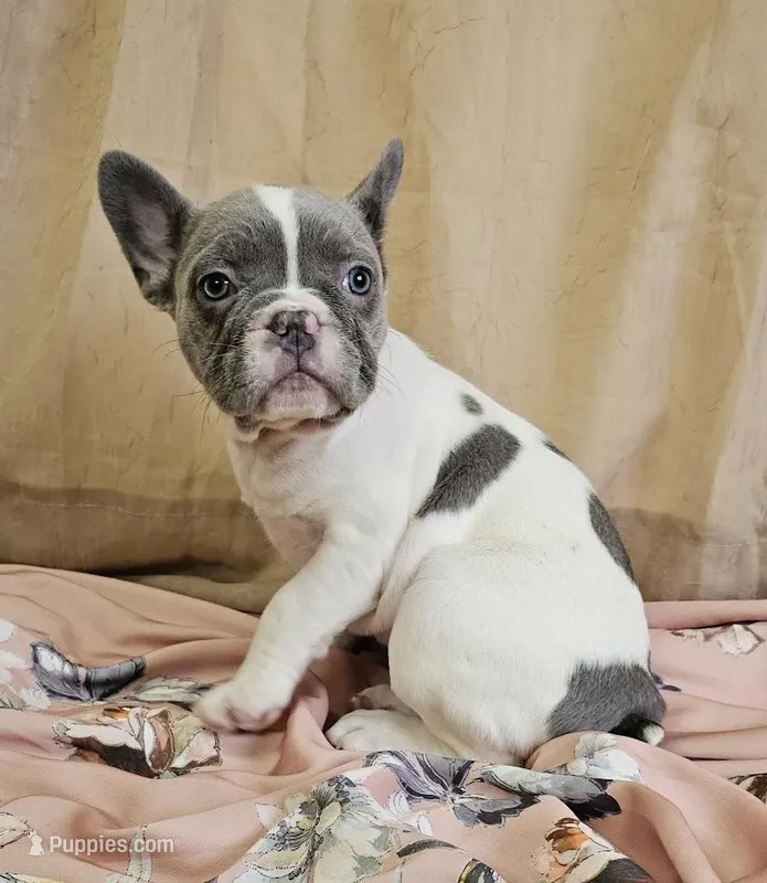 Blue Pied – French Bulldog puppy for sale in Clyde, NY