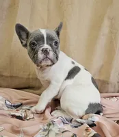 Blue Pied, a female French Bulldog for sale in Clyde, NY – Photo 1 of 8