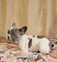 Blue Pied, a female French Bulldog for sale in Clyde, NY – Photo 5 of 8
