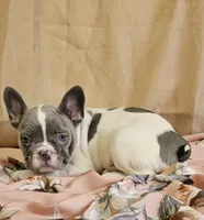 Blue Pied, a female French Bulldog for sale in Clyde, NY – Photo 4 of 8