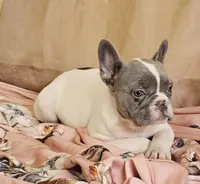 Blue Pied, a female French Bulldog for sale in Clyde, NY – Photo 6 of 8