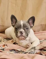 Blue Pied, a female French Bulldog for sale in Clyde, NY – Photo 7 of 8