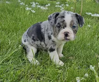 Merle tri Girl MINI, a female English Bulldog and French Bulldog for sale in Clyde, NY – 4 of 8