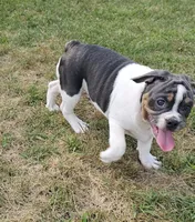 Blue Bubba, a male English Bulldog and French Bulldog for sale in Clyde, NY – 3 of 5