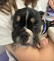 Capt. Jack Sparrow, a male French Bulldog and Pug for sale in Clyde, NY – 3 of 4