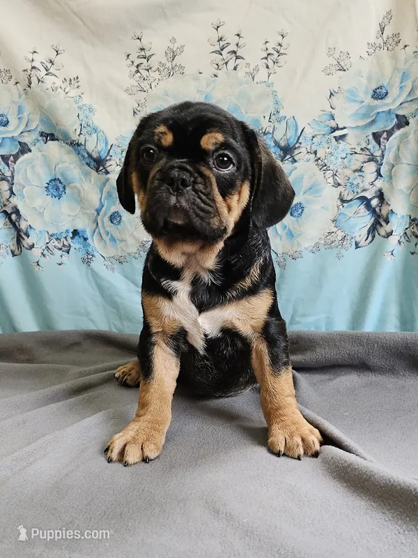 Modge – French Bulldog, Cavalier King Charles Spaniel puppy for sale in Clyde, NY