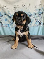 Modge, a male French Bulldog and Cavalier King Charles Spaniel for sale in Clyde, NY – 1 of 8