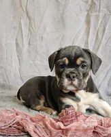 Freelance Blue Girl, a female English Bulldog and French Bulldog for sale in Clyde, NY – 6 of 6