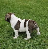 Rollo, a male English Bulldog and French Bulldog for sale in Clyde, NY – 6 of 8