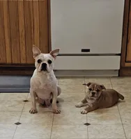 Gold Star Girl, a female English Bulldog and French Bulldog for sale in Clyde, NY – 7 of 8