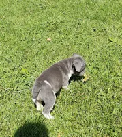 Blue Speck, a female English Bulldog and French Bulldog for sale in Clyde, NY – 6 of 10