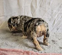 Perfect Mini Bulldog, a female English Bulldog and French Bulldog for sale in Clyde, NY – 2 of 7