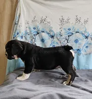 Terfin, a male French Bulldog and Pug for sale in Clyde, NY – 6 of 6