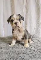 Freelance Blue Bulldog, a male English Bulldog and French Bulldog for sale in Clyde, NY – 2 of 4