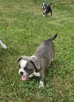 SALE! Sashay, a female French Bulldog and Pug for sale in Clyde, NY – 8 of 10