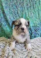 Trento, a male English Bulldog and French Bulldog for sale in Clyde, NY – 5 of 8