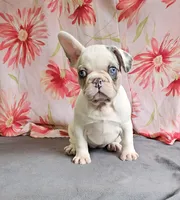 Dottie, a female French Bulldog and Pug for sale in Clyde, NY – 6 of 6