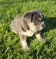 Mini Chunk, a male English Bulldog and French Bulldog for sale in Clyde, NY – 7 of 7
