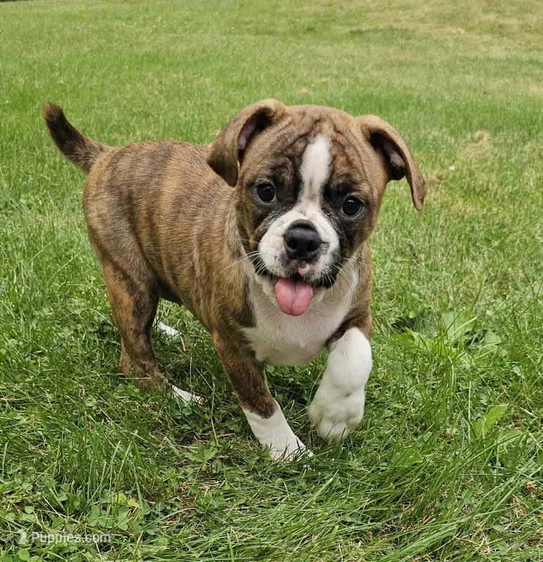 Tiger Girl – English Bulldog, French Bulldog puppy for sale in Clyde, NY